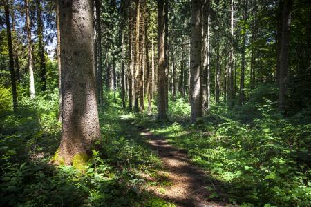 Javna razgrnitev in javna obravnava območnega gozdnogospodarskega in lovsko upravljavskega načrta v ZGS OE Sežana