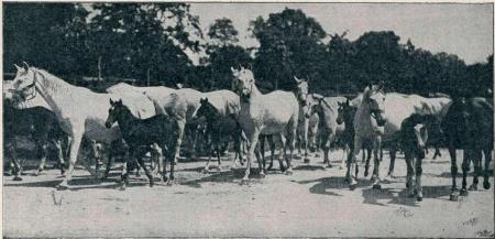 Iz cesarske konjusnice na pašo