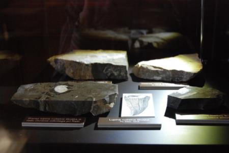 Fosili Krasa iz zbirke Viktorja Sakside