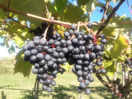 Refošk je glavna vinska trta, iz katere Kraševci pridelujejo temno rdeče vino teran, ki je zaščiten s priznanim tradicionalnim poimenovanjem.