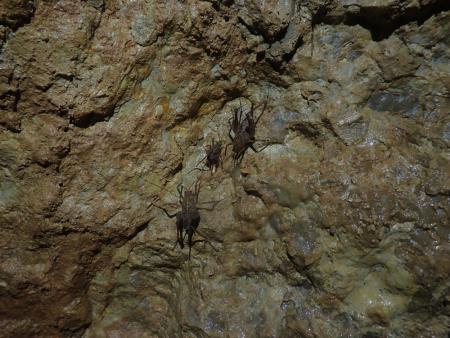 Jama, ki so jo odkrili med gradnjo drugega tira. Vir: Inštitut za raziskovanje Krasa ZRC SAZU