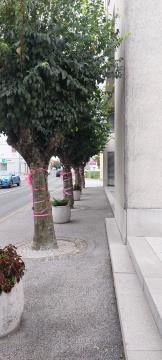 Rožnati oktober z Europa Donna, Vir: Arhiv Občine Sežana