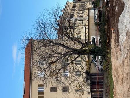 Odstranitev drevesa, Center urbanih športov, Vir: Arhiv Občine Sežana