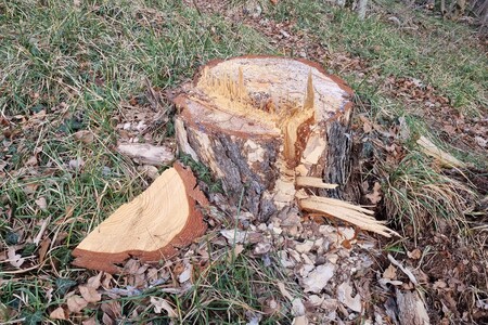 2_bilje_crnibor_TTrampus