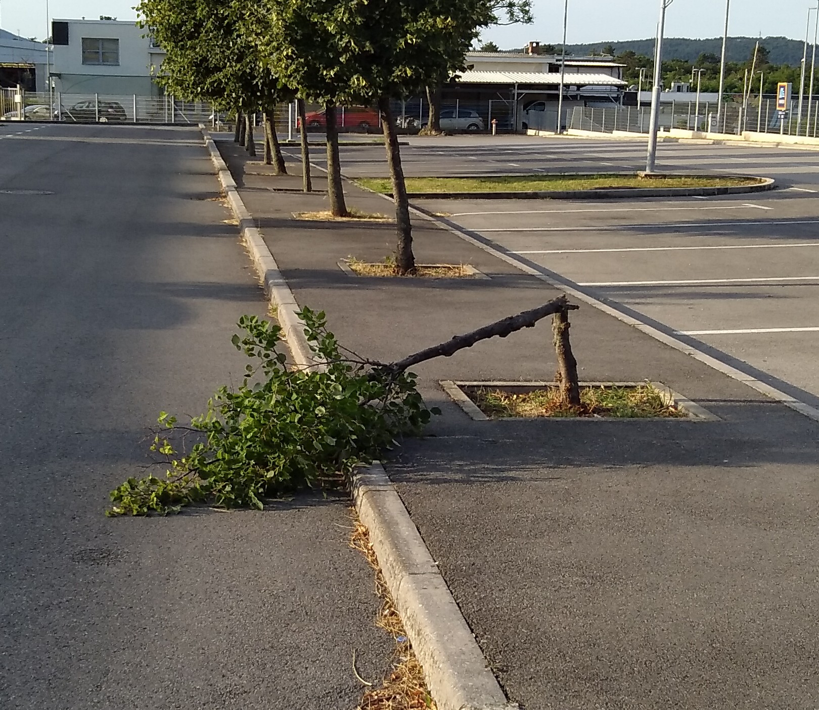 Zlomljeno drevo pri Inkubatorju, Vir: Arhiv Občine Sežana